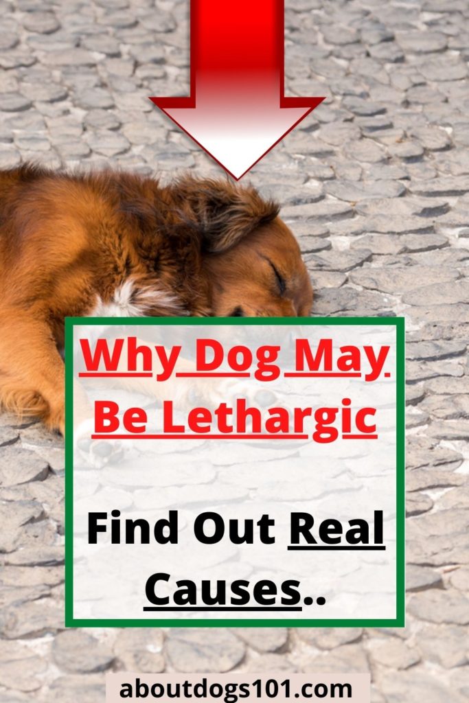 Difference Between Lethargic And Tired In Dogs