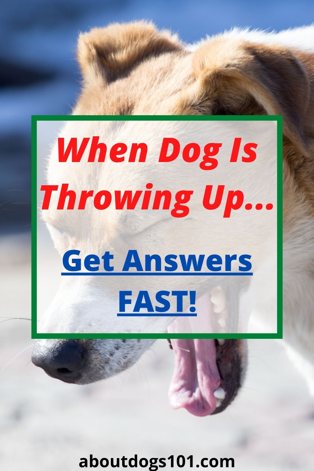 20-real-reasons-why-your-dog-is-suddenly-vomiting-all-about-dogs