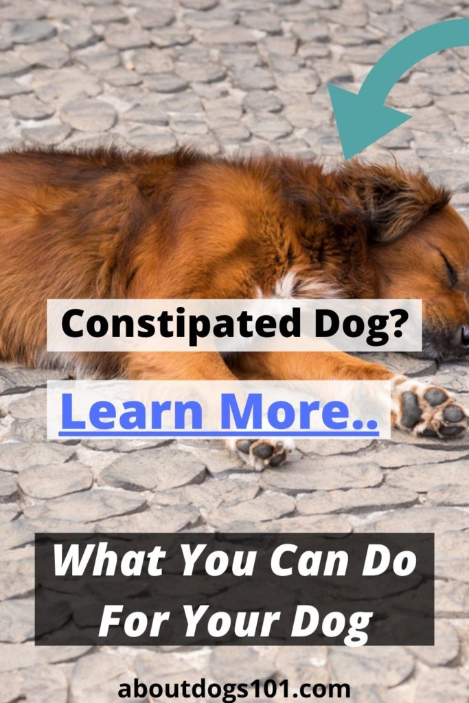 Effective Natural Remedies For Constipated Dogs All About Dogs   Is Your Dog2 683x1024 