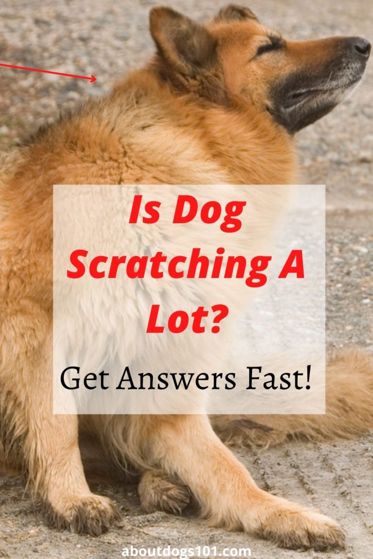 what-to-do-when-dog-is-itching-and-scratching-a-lot-all-about-dogs