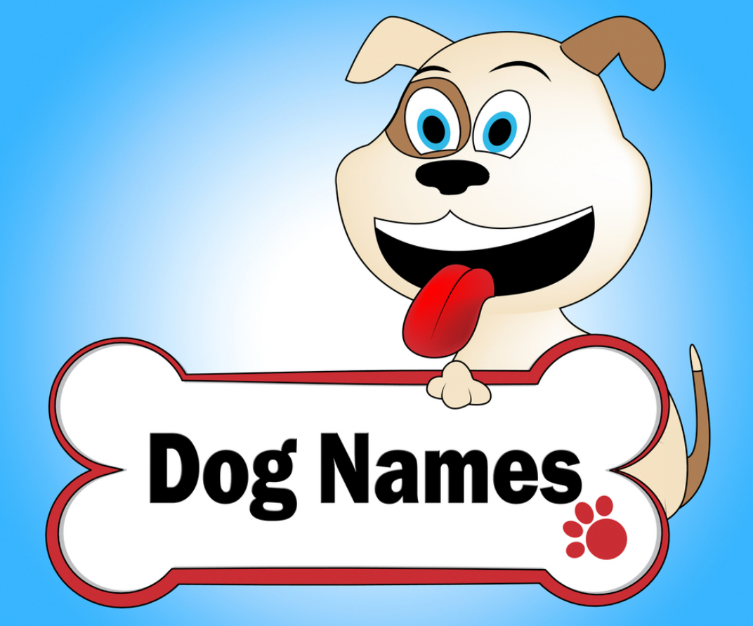 How To Choose A Creative Cool Name For Your New Dog – All About Dogs