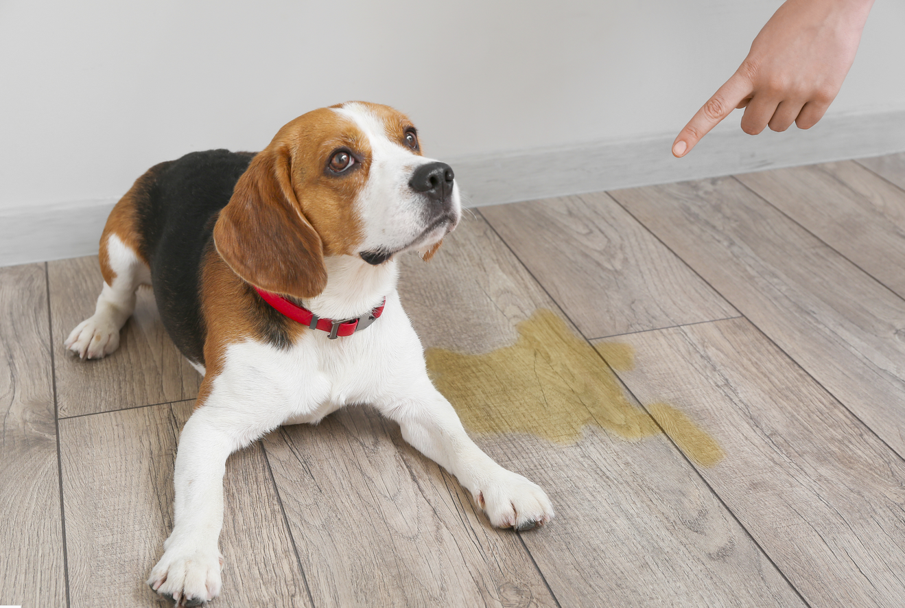 Why Dogs Pee In The House And How To Finally Stop It All About Dogs