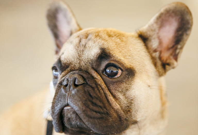 Find Out Why Your French Bulldog May Be Having Serious Skin Irritation ...