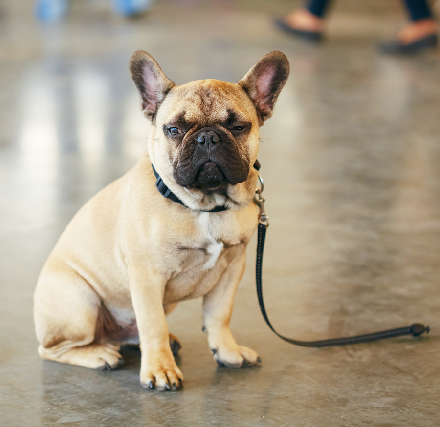 Find Out Why Your French Bulldog May Be Having Serious Skin Irritation ...